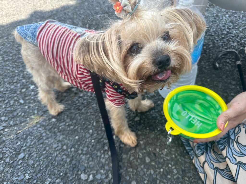 水分補給中のチロちゃん